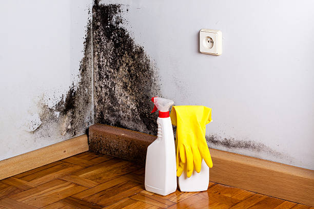 Best Office Mold Removal Services  in Banner Elk, NC